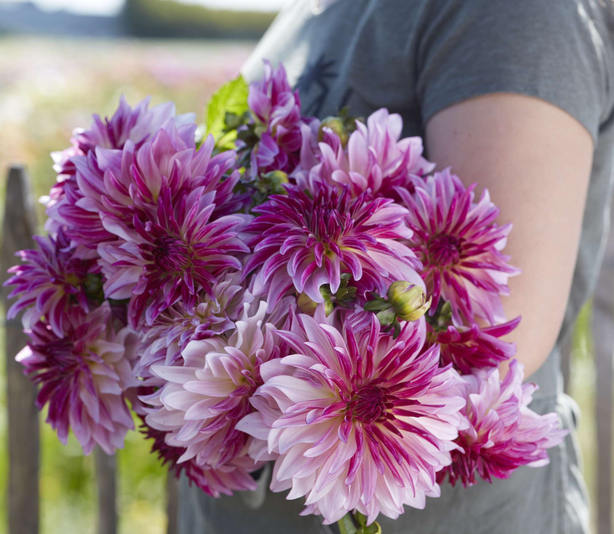 Dahlia 'Violet Dance'